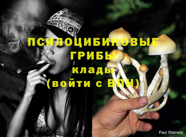 шишки Медвежьегорск